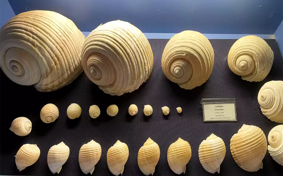 seashell museum in istanbul