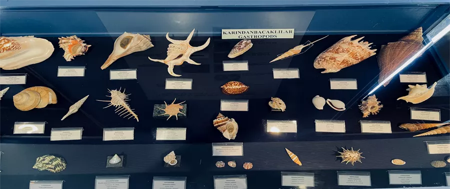 Can Geyran seashell museum