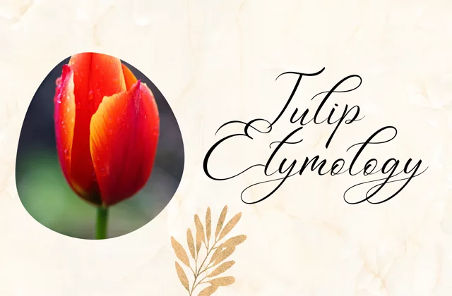 Tulip Etymology