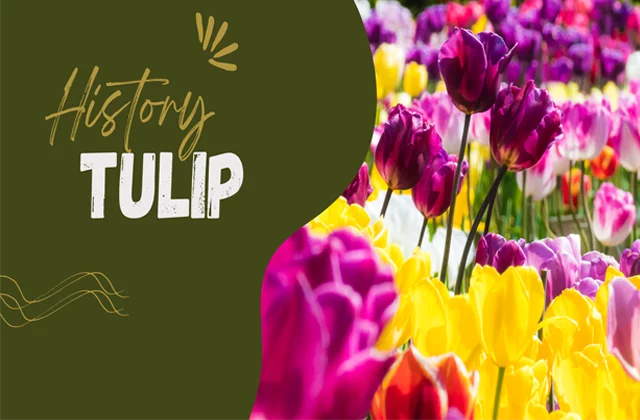Tulip History
