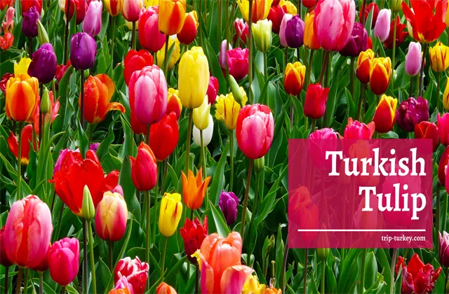 Turkish Tulip
