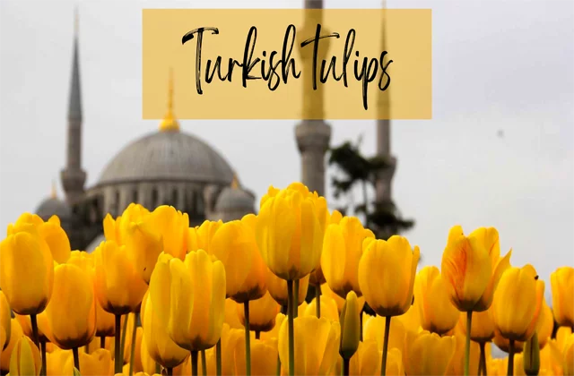 National flower of Turkey: Turkish tulips