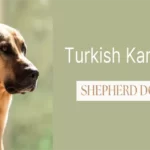 Turkish Kangal Shepherd Dog