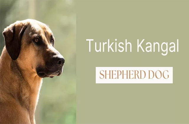 Meet the Majestic Turkish Kangal Shepherd Dog