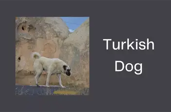 are kangal shepherd dog aggressive