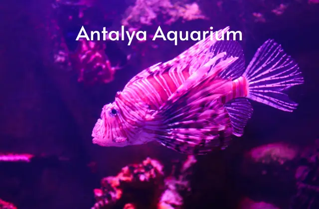 Antalya Aquarium